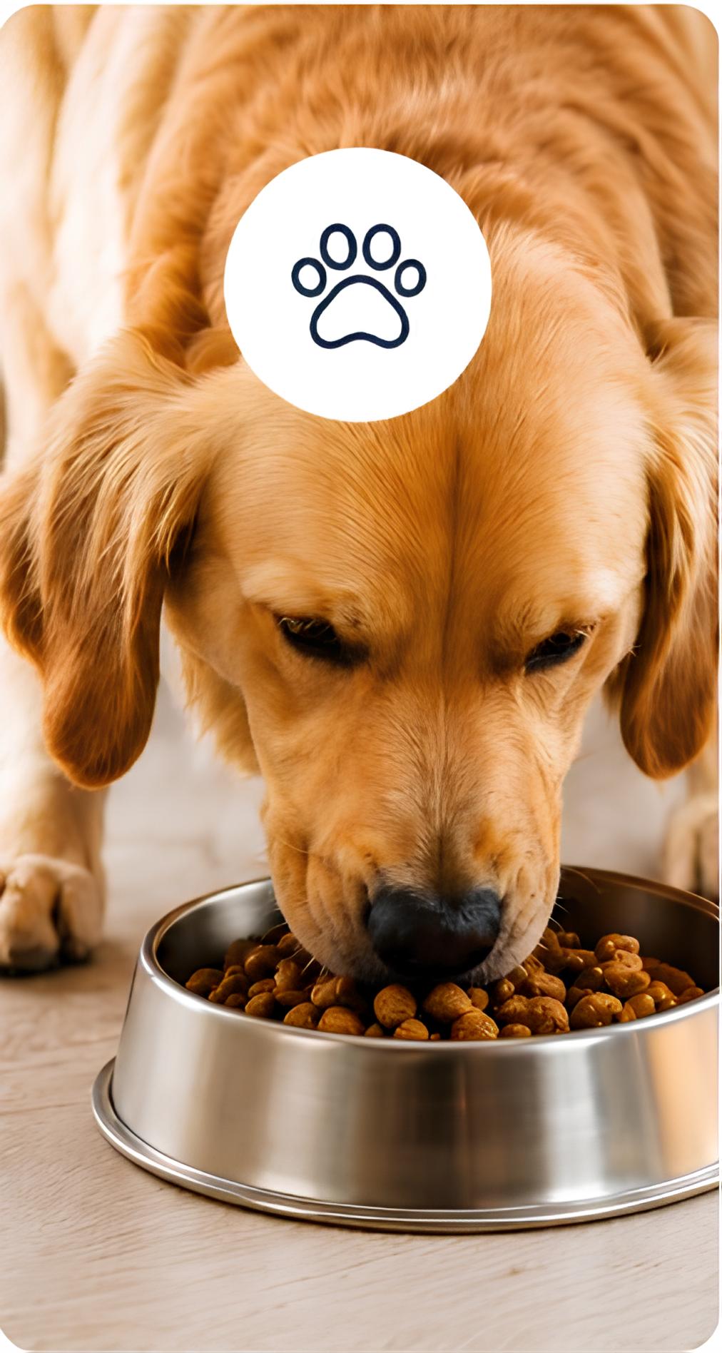 Mascotas